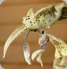 Stanhopea costaricensis